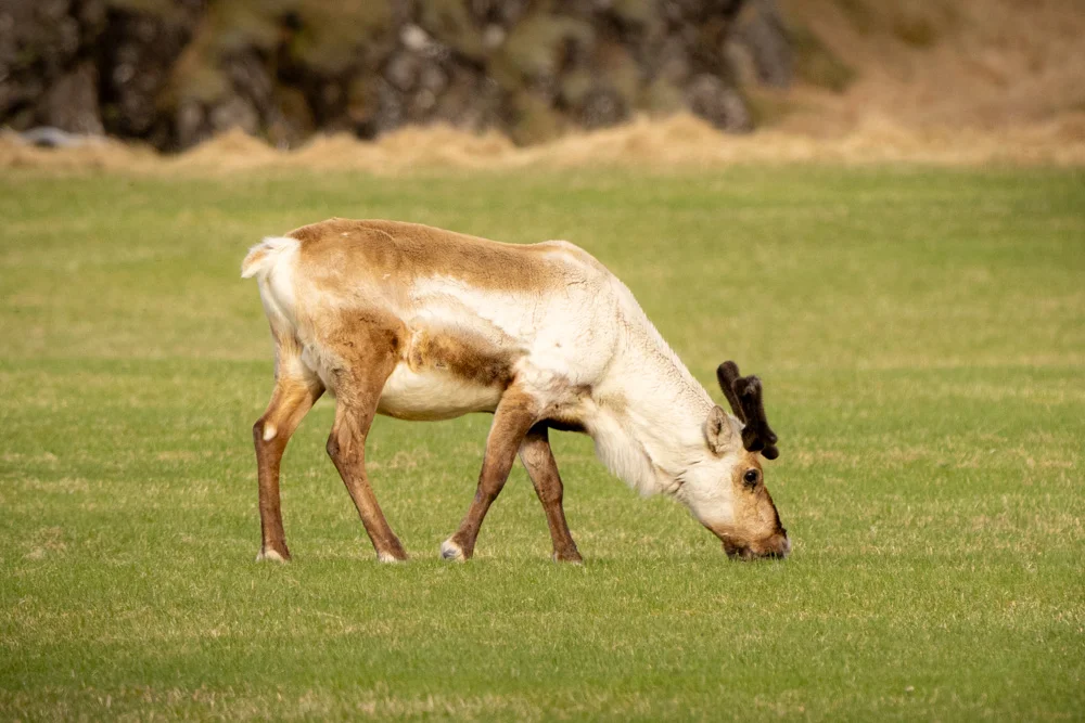 Reno en Islandia — fauna silvestre en carretera
